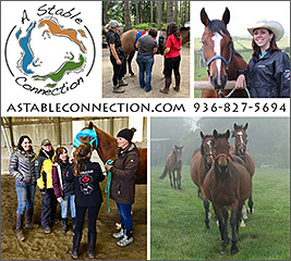 Horse First Aid Instructor Training