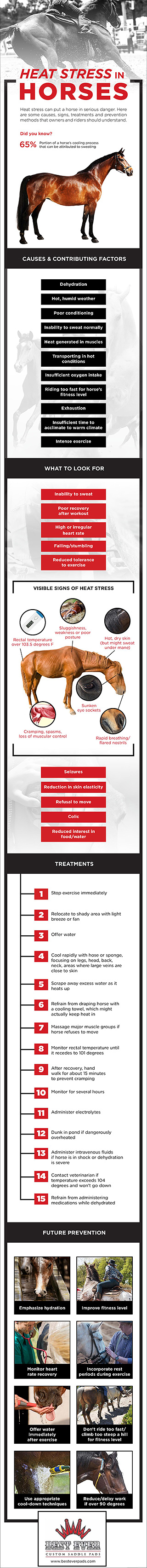 Heat Stress in Horses Guide