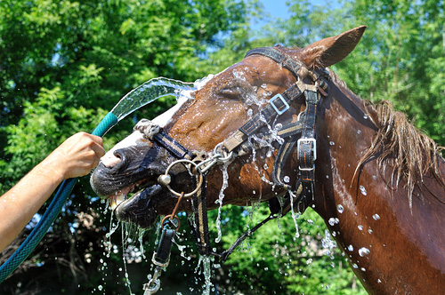 Cooling off your horse. Cooling off your horse.