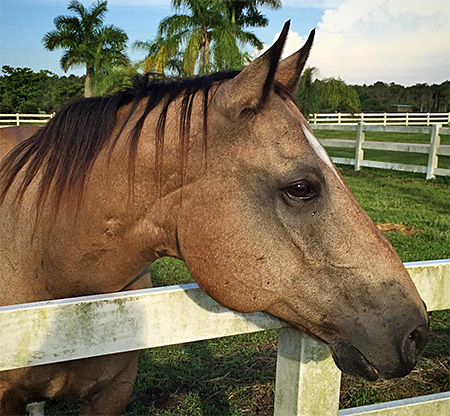 Horse  named Dream listening to somthing off in the distance.