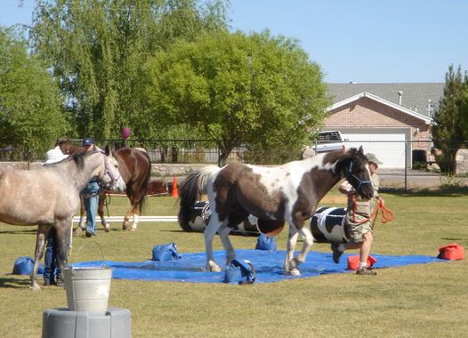 Horse Tarp Training at a Horse Clinic