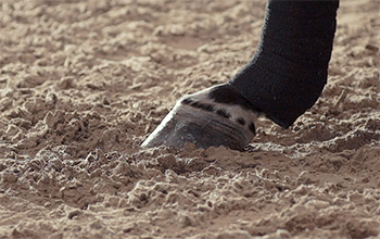 Horse Arena Footing