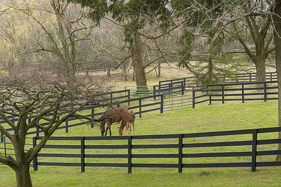 HDPE Horse Fencing