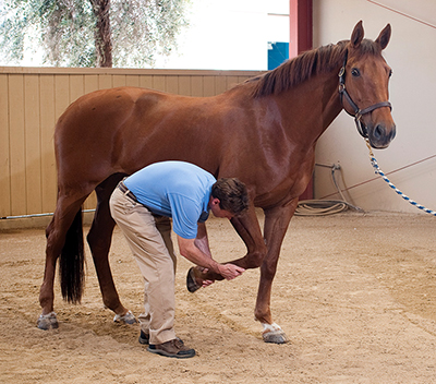Handling the horses feet.