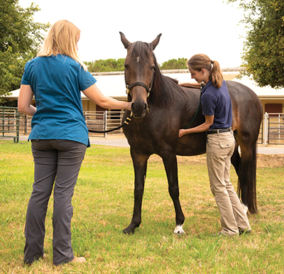Veterinarian examining a horse.