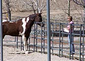 Equine Facilitated Learning