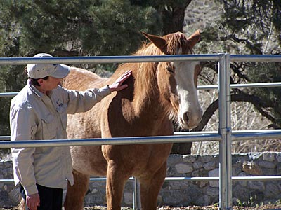 Equine Facilitated Learning
