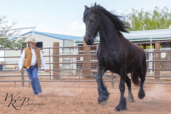 Round Pen Horse Training