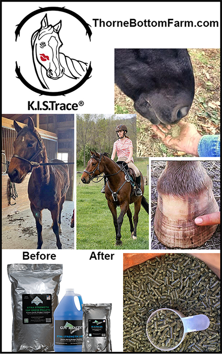 KISTrace Horse Health Supplement