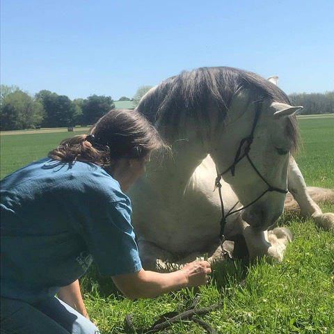 Building a relationship with your horse.