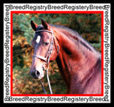 Breed Registeries Logo