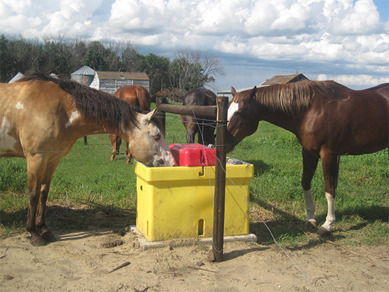 Quarter Horses drinking water Quarter Horses drinking water