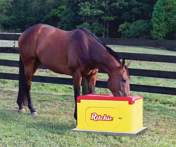 Horse drinking clean water from Ritchie Waterer