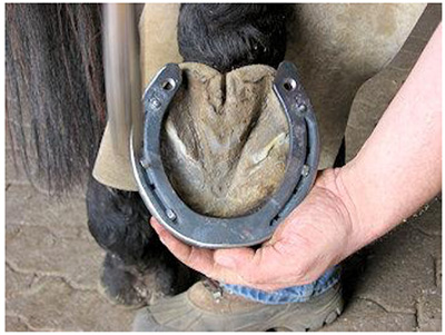 Farrier Hoof Trimming