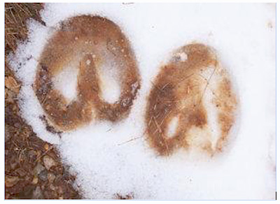 Hoof Prints in the snow.