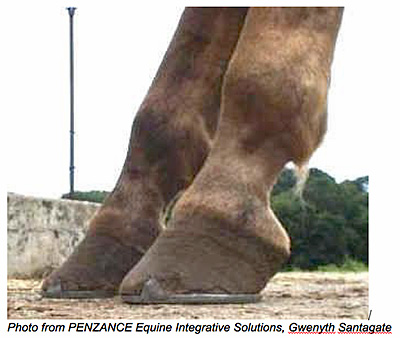 Horse Laminitis