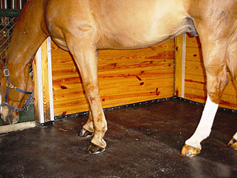 Horse Standing on SoftStall