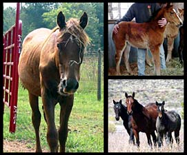 Horse Rehabilitation Farm