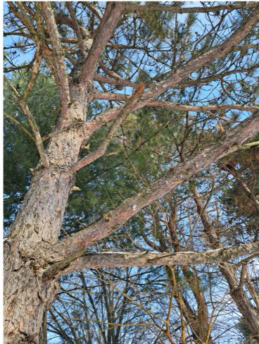 First-hand observation along a magnesium-chloride-treated county road shows that trees thriving just three years ago are now in gradual decline.