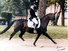 Riding in the Horse Arena