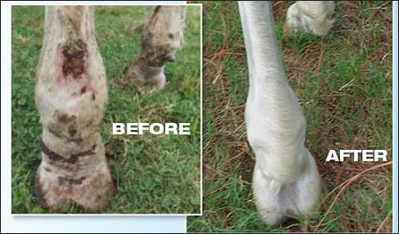 Horse Scratches Before and After