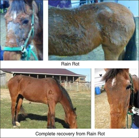 Rain Rot Skin Condition in Horses