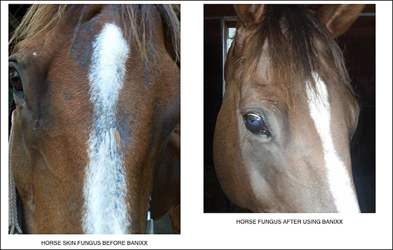 Horse Skin Problems