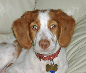 Rescue dog.
