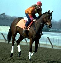 Race Horse