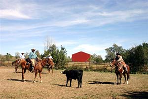 Caring for livestock.