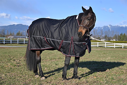 Champion Horse Blanket Champion Horse Blanket