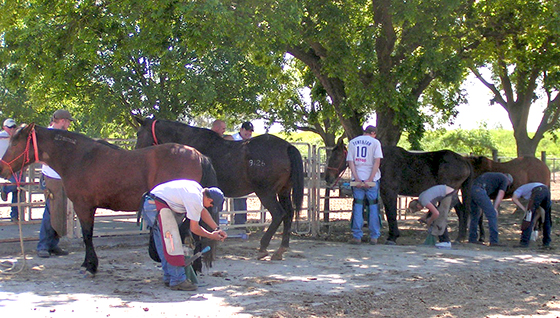 Farrier Schools