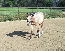 Dream learns from his Trainer.