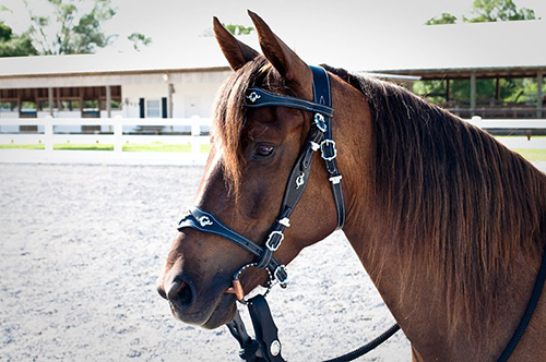 Horse Breeders for Recreational Riders