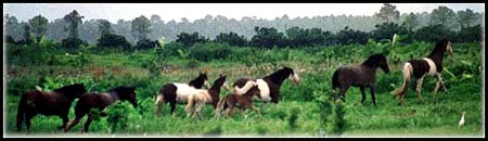 The Abaco Barb Herd