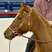 How to fit a bitless bridle