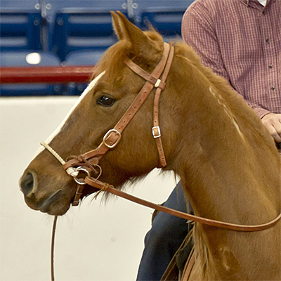 Sidepull Bridle is a Bitless Bridle