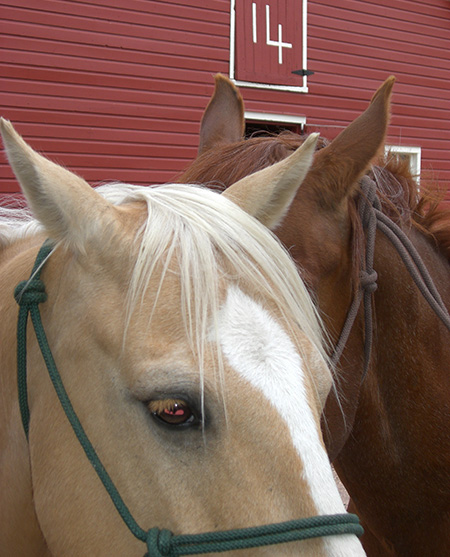 What to do if your horse has catarats.