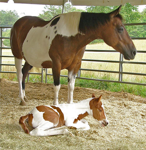 Your Farrier is Important for the health of your horse.