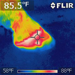 hoof abscess