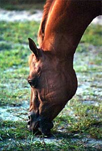 Grazing in sandy pasture.