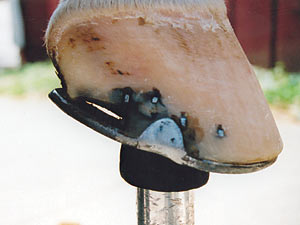 hoof restoration