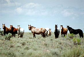 Horse herd instinct