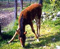 American Baskir Curly