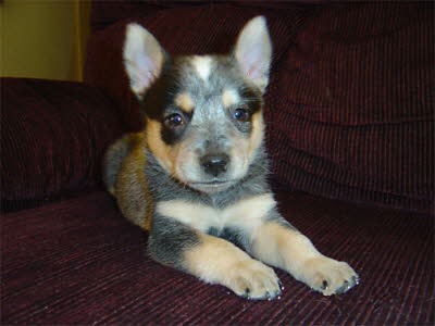 My ACD female puppy Owned by Stacy Reichert