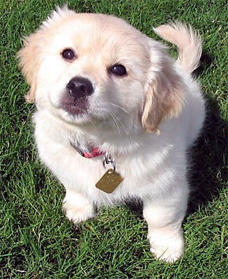 pekingese golden retriever mix