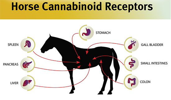 Horse Health Chart