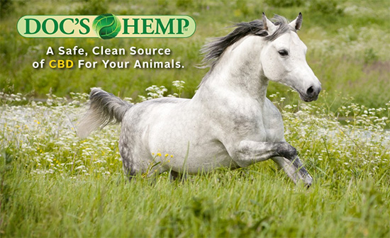 Horse CBD for Health