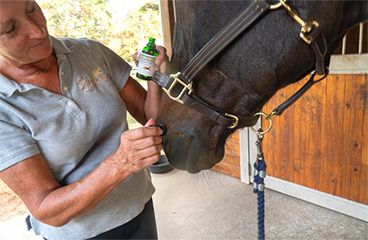 Benefits of CBD for Horses