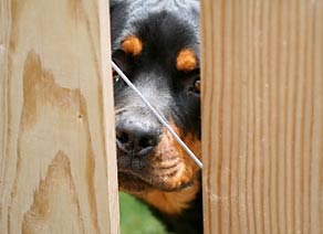 Dog Fence